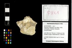 Foto (Objekt + Etikett) von Pithonoton marginatum (von Meyer, 1842)  (NHMW-GEO-2014-0194-0861)